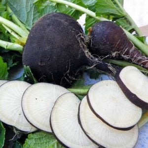 Siyah turp tohumu geleneksel yerli tohum