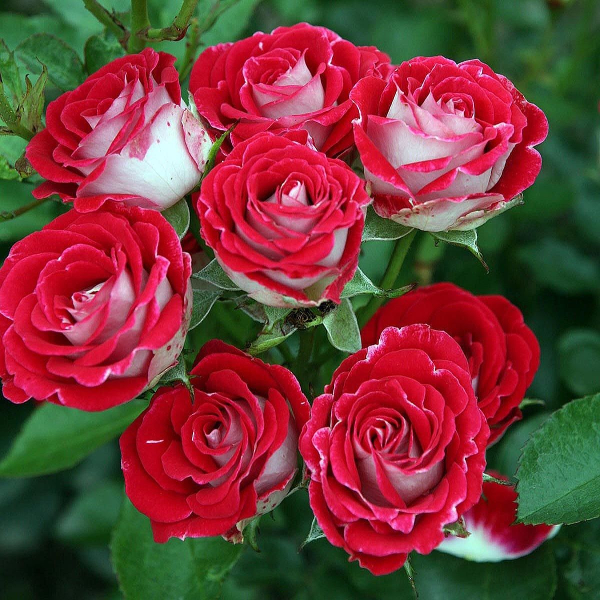 Schöne Koblenzerin peyzaj gül fidanı aşılı 4+ yaş