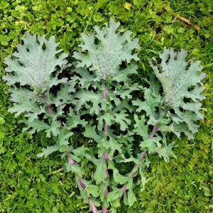 Kırmızı rus pazı tohumu atalık red russian kale seeds