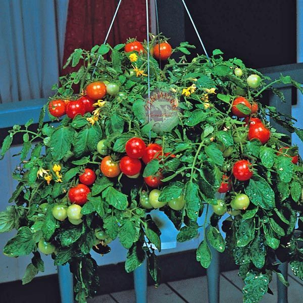 Sarkan domates tohumu tumbler tomato saksılık