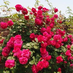 Tess of the d'Urbervilles sarıcı gül fidanı aşılı 3+ yaş