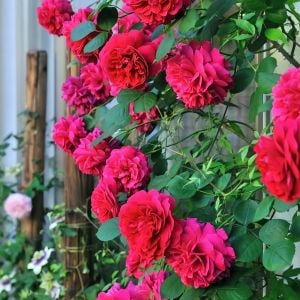 Tess of the d'Urbervilles sarıcı gül fidanı aşılı 3+ yaş