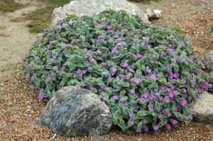 Tüllü telgraf çiçeği fidesi tradescantia sillamontana