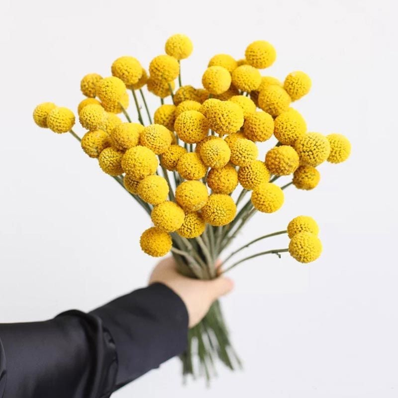 Sarı Küre çiçeği tohumu craspedia globosa billy buttons