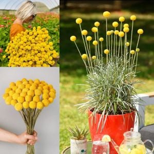 Sarı Küre çiçeği tohumu craspedia globosa billy buttons