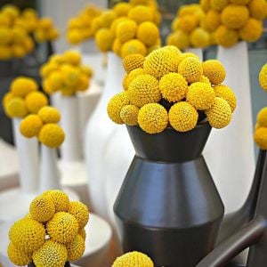 Sarı Küre çiçeği tohumu craspedia globosa billy buttons