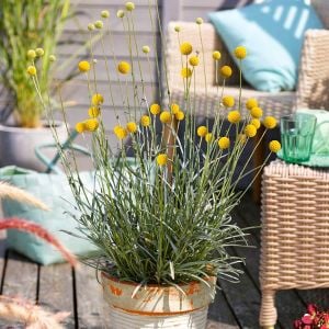 Sarı Küre çiçeği tohumu craspedia globosa billy buttons