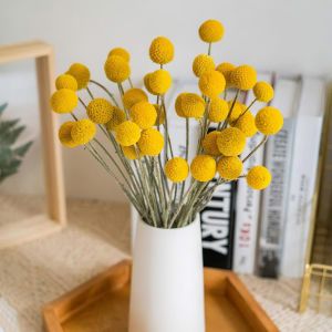 Sarı Küre çiçeği tohumu craspedia globosa billy buttons