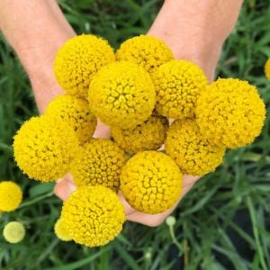Sarı Küre çiçeği tohumu craspedia globosa billy buttons