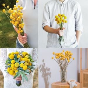 Sarı Küre çiçeği tohumu craspedia globosa billy buttons