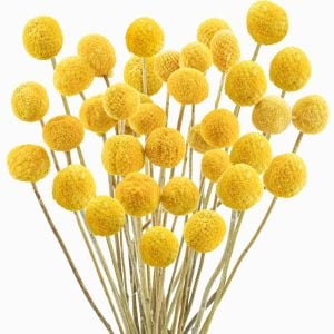 Sarı Küre çiçeği tohumu craspedia globosa billy buttons