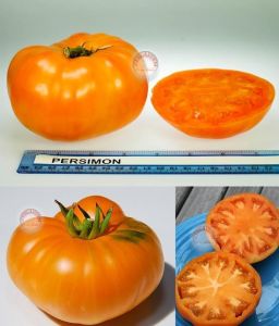 Hurma domatesi tohumu persimmon orange tomato