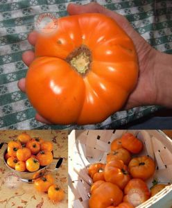 Hurma domatesi tohumu persimmon orange tomato