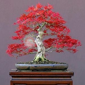 Beni otake akçaağaç tohumu acer palmatum matsumuare big red bamboo maple