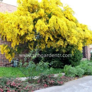 Acacia akasya tohumu | Zengarden - Türkiye'nin tercih ettiği