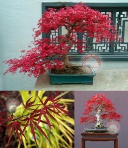 Beni otake akçaağaç tohumu acer palmatum matsumuare big red bamboo maple
