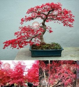 Beni otake akçaağaç tohumu acer palmatum matsumuare big red bamboo maple