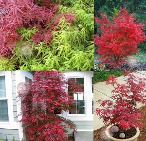 Beni otake akçaağaç tohumu acer palmatum matsumuare big red bamboo maple