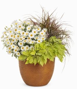 İri beyaz çiçekli çeşme papatyası fidesi Aramis giga white