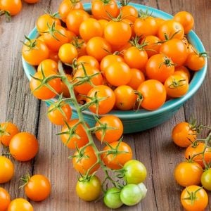 Atalık Altın Sarı çeri domates tohumu sırık tip