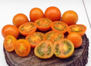 Atalık Altın Sarı çeri domates tohumu sırık tip