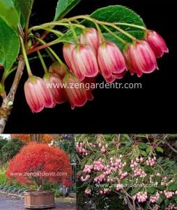 Enkianthus tohumu kırmızı çan çalısı enkianthus campanulatus