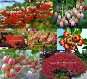 Enkianthus tohumu kırmızı çan çalısı enkianthus campanulatus
