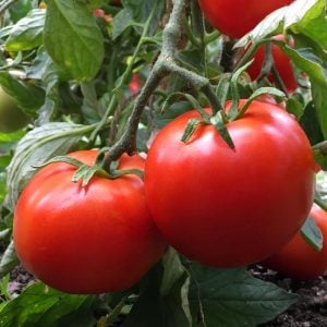 Atalık Bonny Best domates tohumu sırık tip