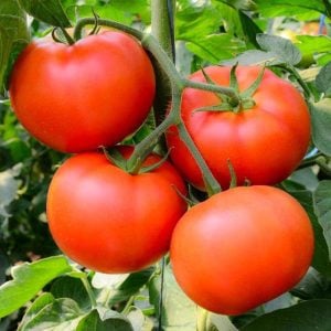 Atalık Bonny Best domates tohumu sırık tip
