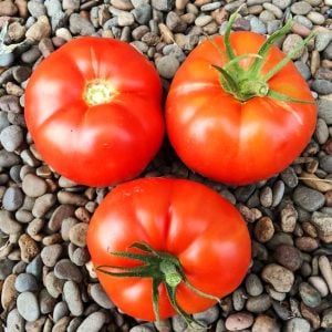 Atalık Bonny Best domates tohumu sırık tip