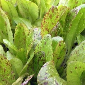 Çilli bebek yaprak marul tohumu flash trout back baby leaf lettuce