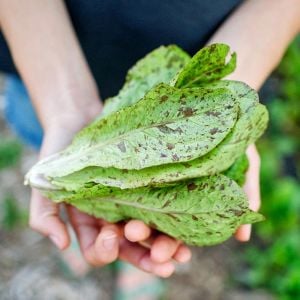 Çilli bebek yaprak marul tohumu flash trout back baby leaf lettuce