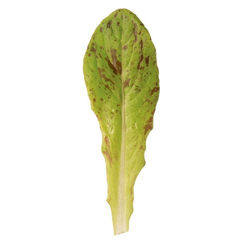 Çilli bebek yaprak marul tohumu flash trout back baby leaf lettuce