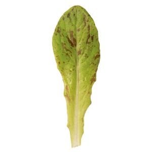 Çilli bebek yaprak marul tohumu flash trout back baby leaf lettuce