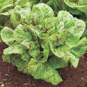 Çilli bebek yaprak marul tohumu flash trout back baby leaf lettuce