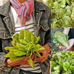 Çilli bebek yaprak marul tohumu flash trout back baby leaf lettuce