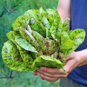 Çilli bebek yaprak marul tohumu flash trout back baby leaf lettuce