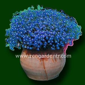 Mrs clibran lobelia tohumu lobelya mavi çiçekli