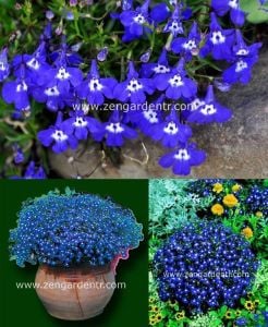Mrs clibran lobelia tohumu lobelya mavi çiçekli