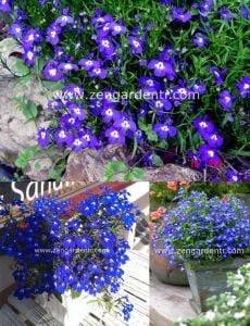 Mrs clibran lobelia tohumu lobelya mavi çiçekli