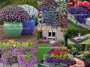 Mrs clibran lobelia tohumu lobelya mavi çiçekli