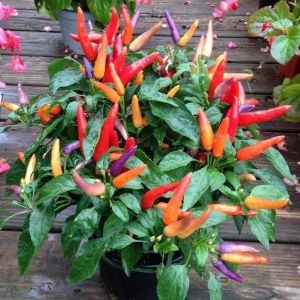 Eureka cüce acı biber tohumu capsicum