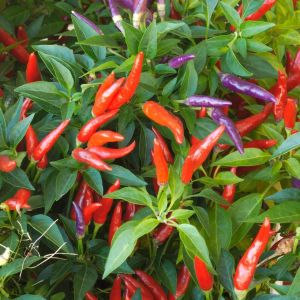 Eureka cüce acı biber tohumu capsicum