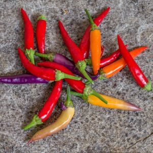 Eureka cüce acı biber tohumu capsicum