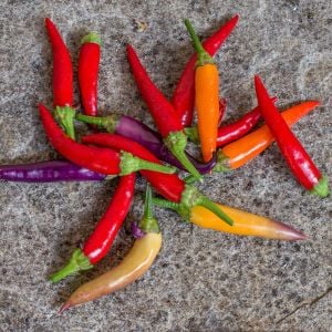 Eureka cüce acı biber tohumu capsicum