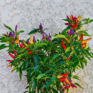 Eureka cüce acı biber tohumu capsicum