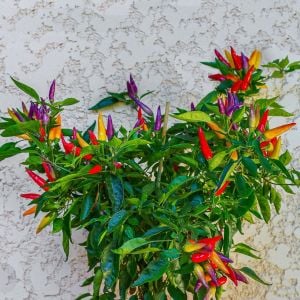 Eureka cüce acı biber tohumu capsicum
