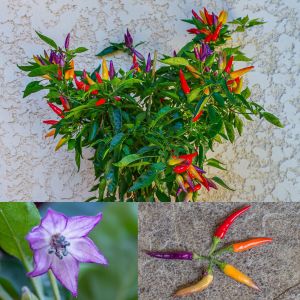 Eureka cüce acı biber tohumu capsicum