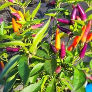 Eureka cüce acı biber tohumu capsicum