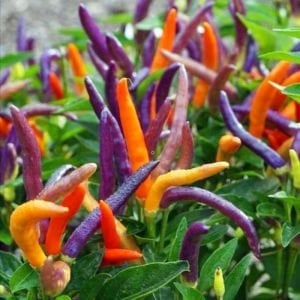 Eureka cüce acı biber tohumu capsicum